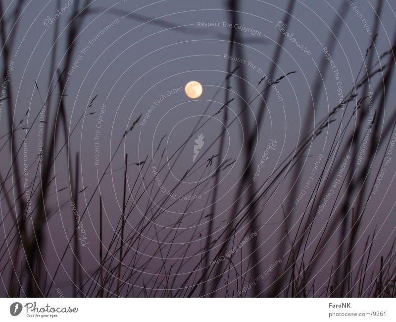 moon Full  moon Grass Celestial bodies and the universe Moon