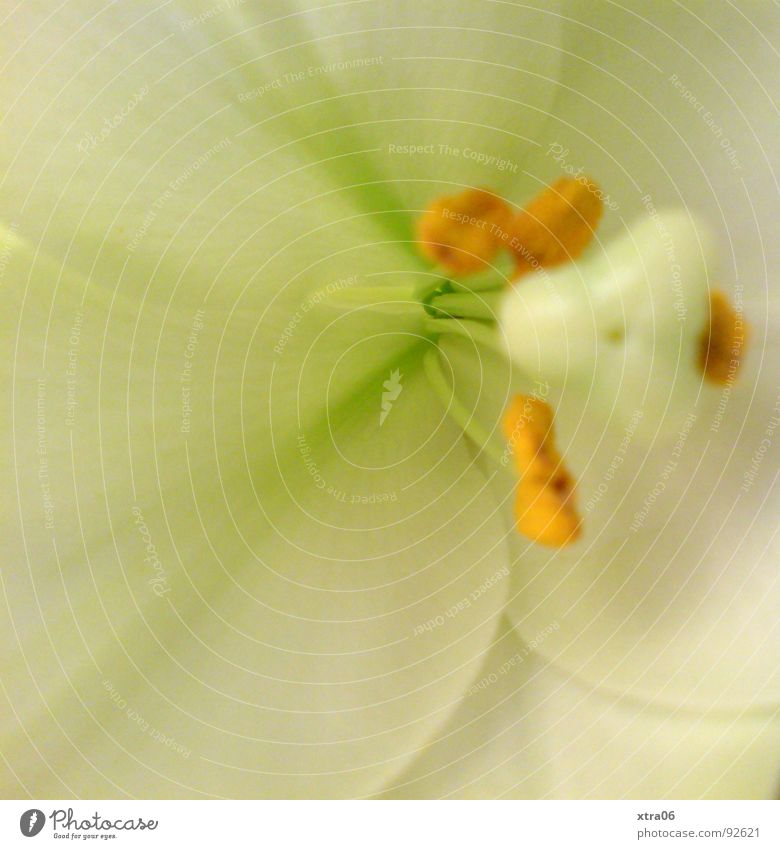 unadulterated Delicate Pure White Lily Blossom Lily blossom Flower Plant Yellow Blossom leave Summer Jump Spring Dinghy Macro (Extreme close-up) Close-up Pistil