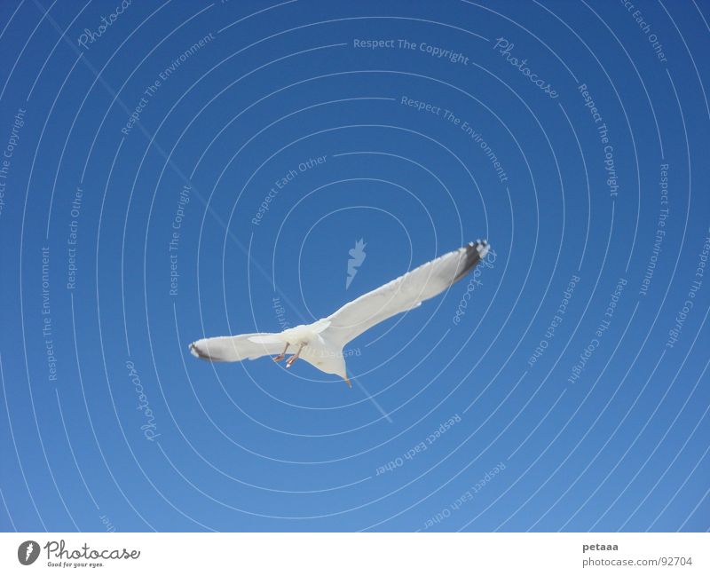 car chase Seagull Vapor trail Bird Sky Blue Aviation Chase Pursuit race