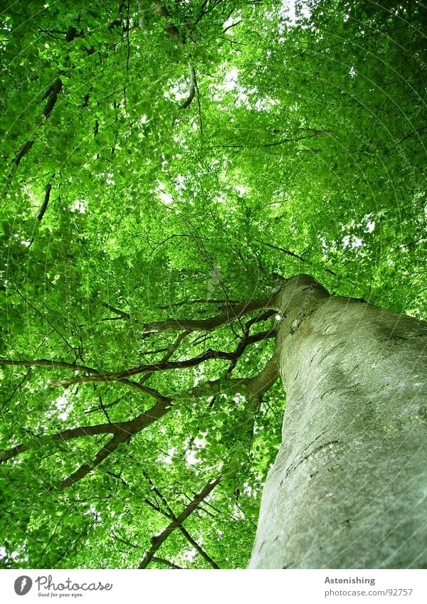 beech Summer Environment Nature Plant Beautiful weather Tree Leaf Foliage plant Growth Bright Tall Brown Gray Green Perspective Tree bark Branchage Rustling