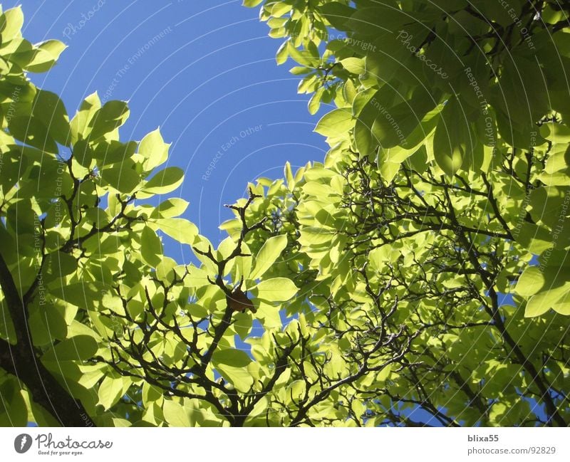 leaf canopy Leaf Roof Tree Back-light Beautiful weather Lighting Summer Physics Multiple Macro (Extreme close-up) Close-up Sky Transparent sun sunny Warmth Many