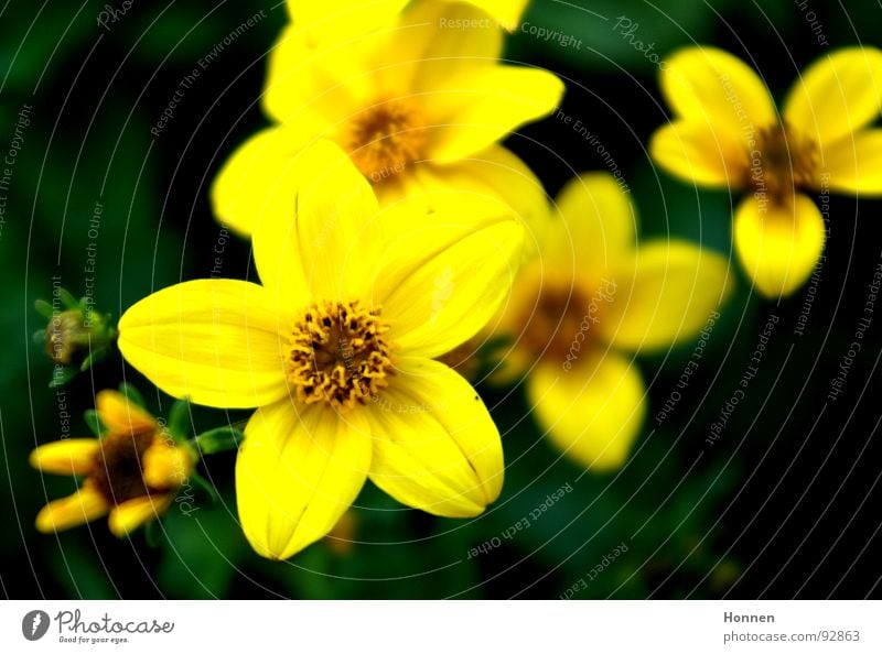 in bloom Flower Green Yellow Meadow Blossom Blur Spring Plant Coreopsis Daisy Family Ornamental plant Common chicory Garden Lamp Nature panicles tubular flowers