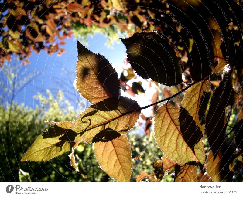 Autumn in summer Summer Tree Leaf Light Sky Sun Shadow Hiding place Protection Flare fluoroscopy