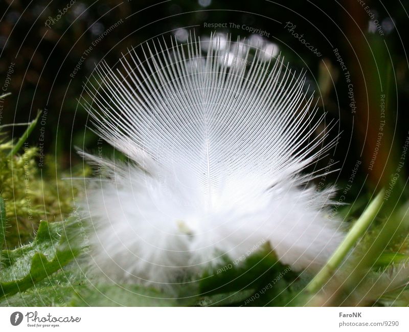 feather Feather White