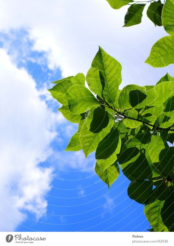 Summertime? Leaf Jump Spring Nature Tree Sky Clouds Green Physics Multiple Plant Photosynthesis Fresh Botany Part of the plant Verdant Bushes Undergrowth Near