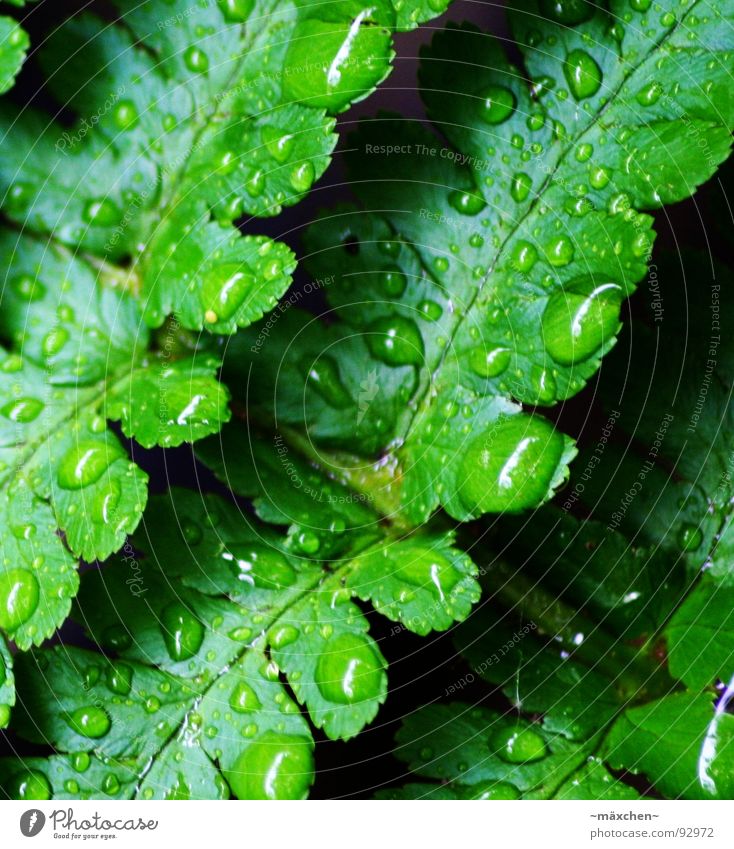 raindrop V Rain Vessel Green Refreshment Refrigeration Damp Wet Glittering Round Sharp-edged Gaudy Multicoloured Tree Plant Macro (Extreme close-up) Close-up