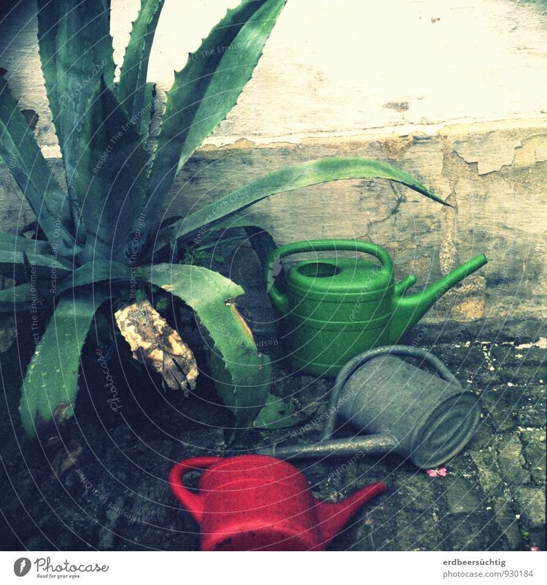 trash cans Gardening Drought Plant Foliage plant Watering can Lie Faded Old Dirty Trashy Gloomy Green Red Decline Past Disregard Plaster Flake off To dry up