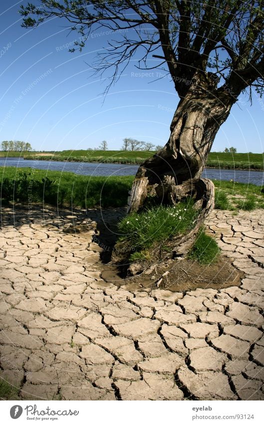 Climate as such is not yet a catastrophe Tree To dry up Badlands Wood Plain Beautiful weather Grass Low tide Riverbed Spring Cold Damp Drought Field Transience
