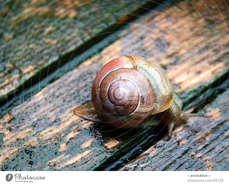 Existence on the Abyss Clump of trees Wet Wood Splinter Multicoloured Dazzling Slowly Smoothness Algae Stripe Edge Snail shell House (Residential Structure)