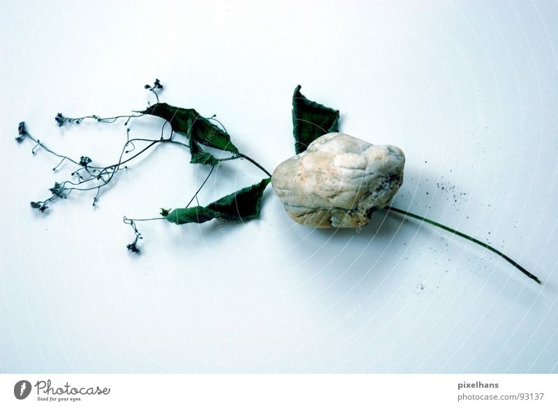 death by stoning Flower Isolated Image Studio shot Stone Dried Shriveled Death Copy Space bottom Symbols and metaphors Symbolism Transience Vulnerable Limp