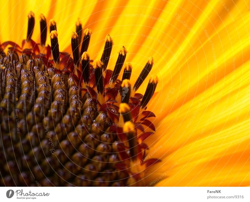 pistils Pistil Blossom Sunflower Yellow