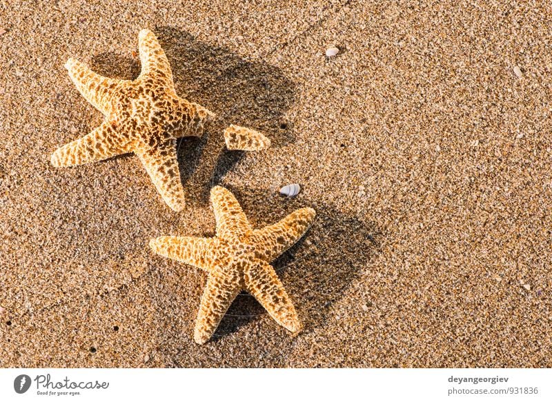Sunrise on the beach Beautiful Relaxation Leisure and hobbies Vacation & Travel Tourism Summer Beach Ocean Nature Sand Sky Coast Blue Idyll Starfish star water
