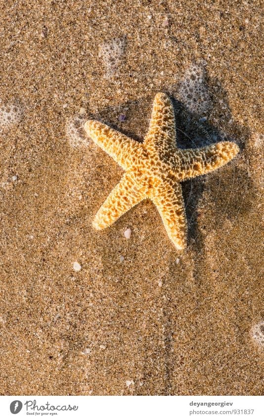 Sunrise on the beach Beautiful Relaxation Leisure and hobbies Vacation & Travel Tourism Summer Beach Ocean Nature Sand Sky Coast Blue Idyll Starfish star water