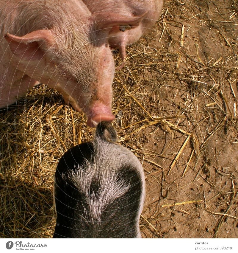 I know you by your smell. Good luck charm Rabbit's foot Swine Piglet Swinishness Tails Odor Pink Farm Agriculture Mammal Happy Dappled Livestock breeding