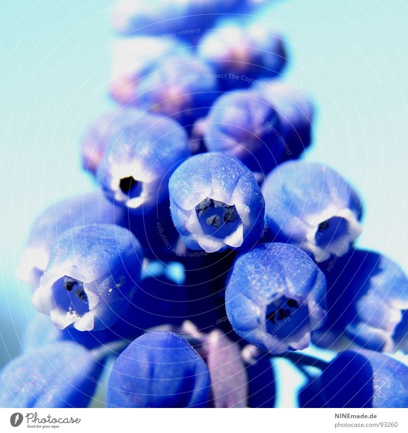 small grape hyacinth Muscari Violet Sky blue White Blossom Bell Bluebell Perspective Depth of field Blur Spring Spring flowering plant Plant Flower Open Summer