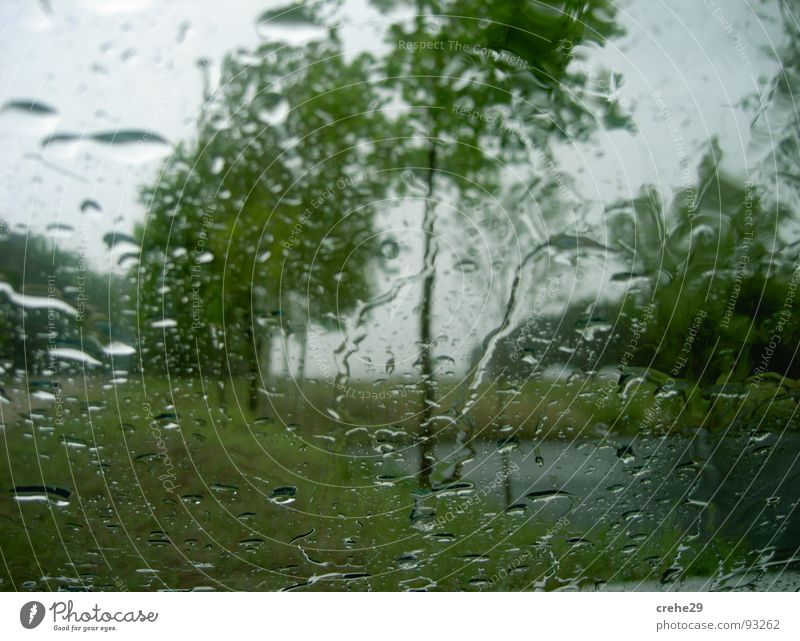 showery weather Tree Spring Plant Refreshment Green Gale Nature Weather Rain Drops of water Thunder and lightning Water