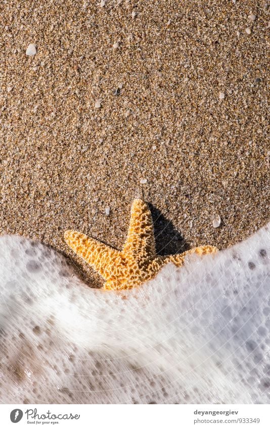 Starfish into the waves Relaxation Vacation & Travel Tourism Summer Beach Ocean Island Waves Nature Landscape Sand Coast Natural White water star Tropical