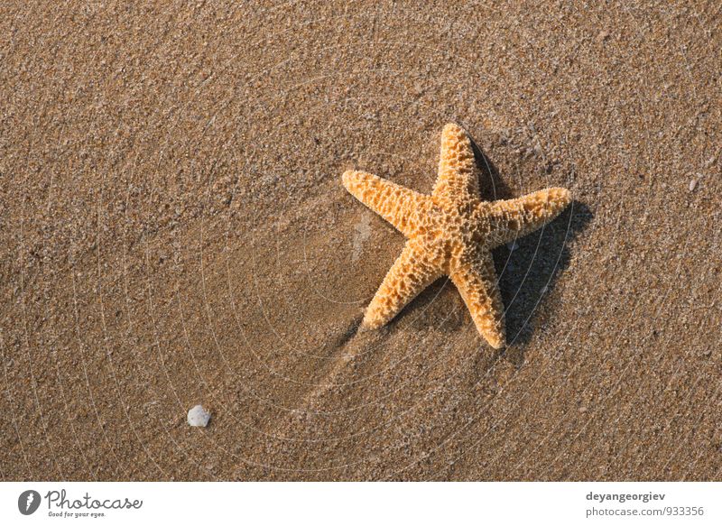 Starfish into the waves Relaxation Vacation & Travel Tourism Summer Beach Ocean Island Waves Nature Landscape Sand Coast Natural White water star Tropical