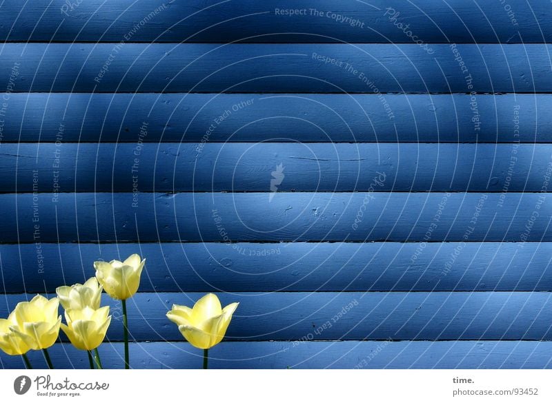 Standing around in front of a board wall Wall (building) Tulip Yellow Horizontal 6 Light Spring Small Blue Shadow Contrast Colour