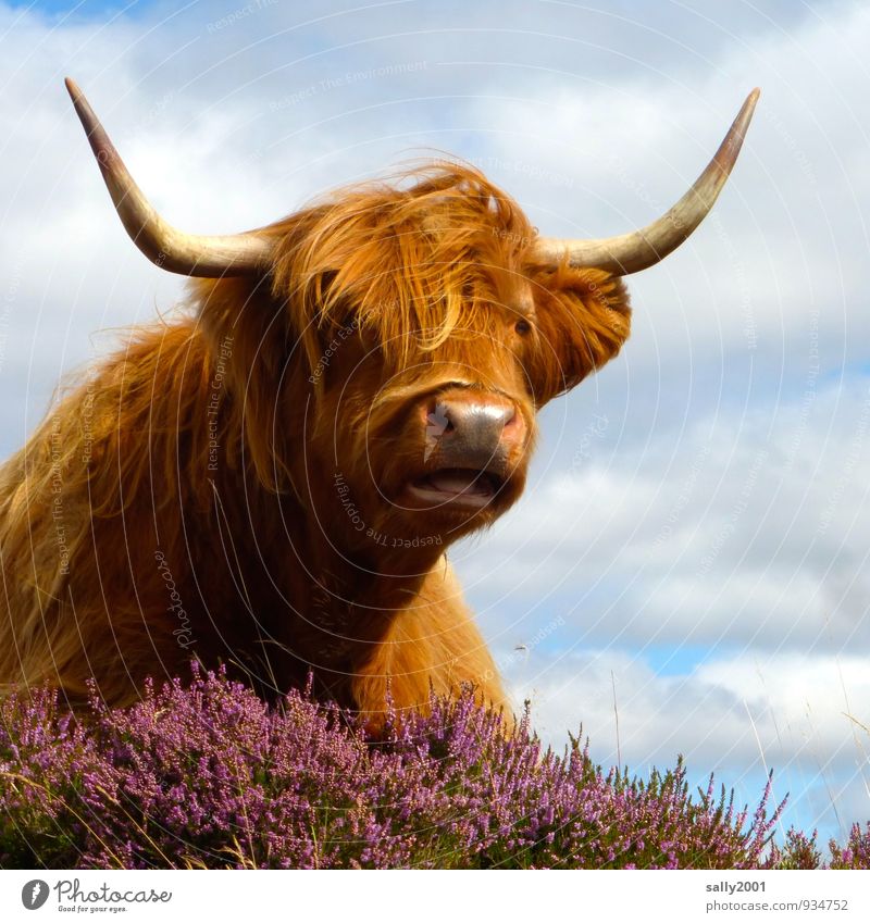 I'm gonna take this to your horns. Heather family Mountain heather Animal Farm animal Cow Cattle Highland cattle 1 Observe Love Wait Authentic Friendliness