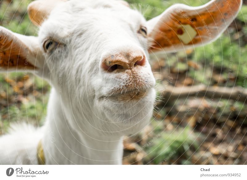Kiss me Food Meat Cheese Nutrition Milk Agriculture Forestry Nature Animal Pet Farm animal Animal face Goats Goatskin 1 Pelt Smiling Curiosity Cute Positive