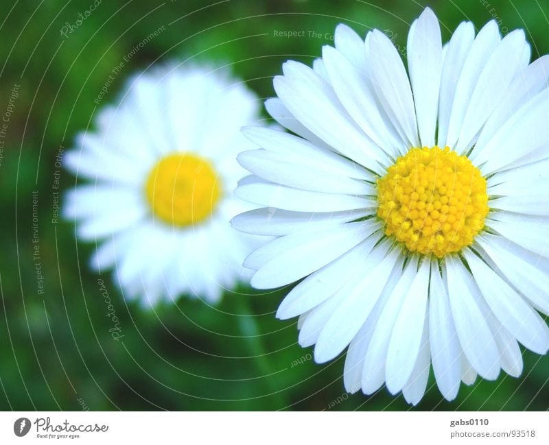 daisies Daisy Flower Meadow Green Yellow Blossom Summer Pollen Nature Garden Macro (Extreme close-up) micheldorf Lawn Blossoming