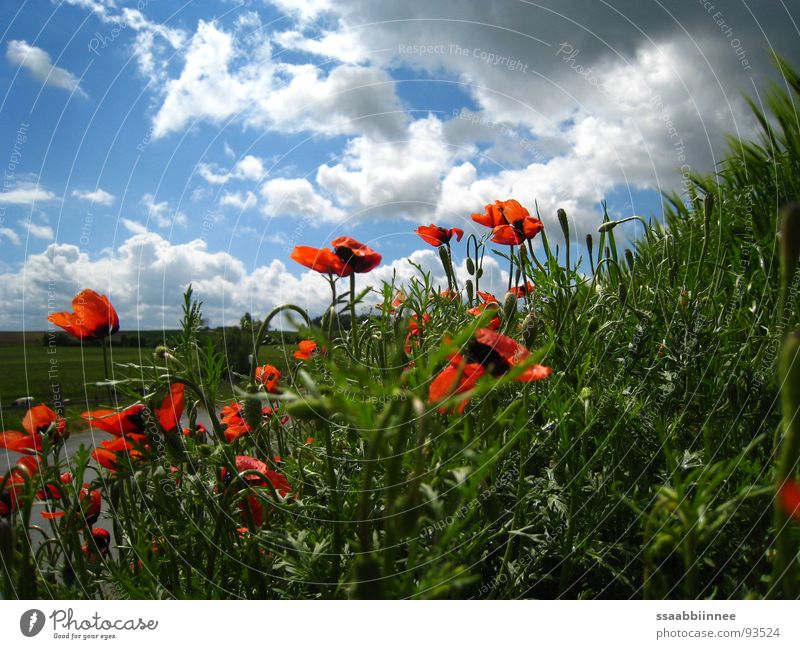 HeadHigh Spring Sky blue Good mood Weekend after the rain poppy-seed red cloud driving spring sunny day Nature