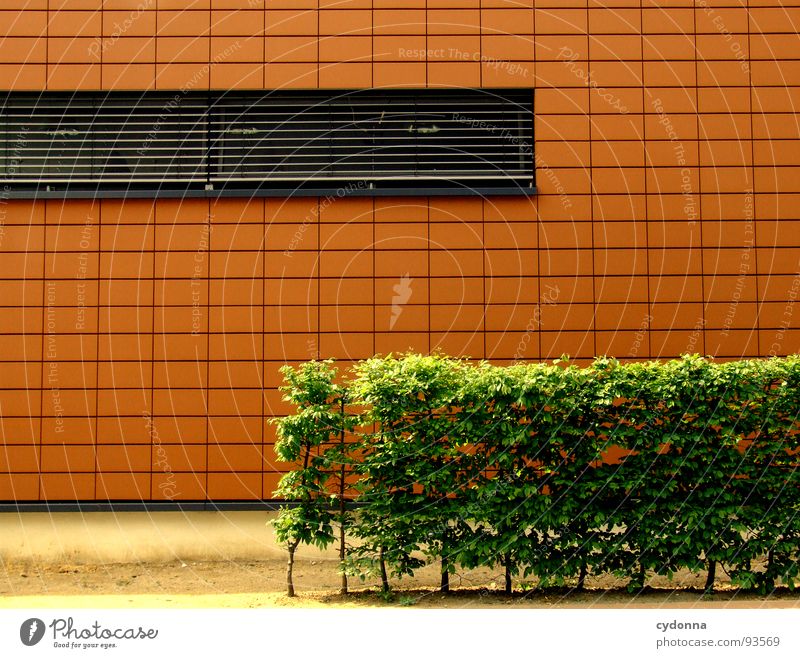orange Rectangle Hedge Wall (building) Window Minimalistic Green Town Style Architecture Modern Detail Line New Orange Corner Perspective Mask