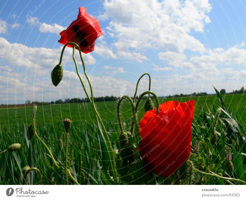 poppy Poppy Intoxicant Clouds Horizon Propagation Spring Grain heaven Blue red. bristles Blossoming Seed Tilt