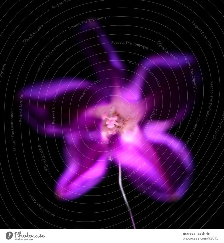 in a different way Flower Blur Unnatural Blossom Violet Plant Nature Fantasy literature Focal point