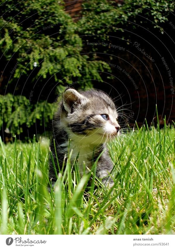 kitty cat Loneliness Grass Blade of grass Pet Cat Small Meow Cute Playing Sweet Paw Pelt Claw Snout Mammal Garden blow one's nose