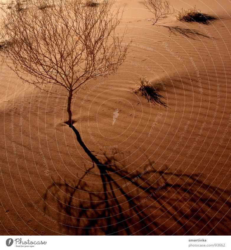 Instead of mirrors... Bushes Shadow play Conceited Grain of sand Tree Loneliness Graceful Delicate Fragile Skeleton Dust Harmonious Dry Hot Namibia Sossusvlei