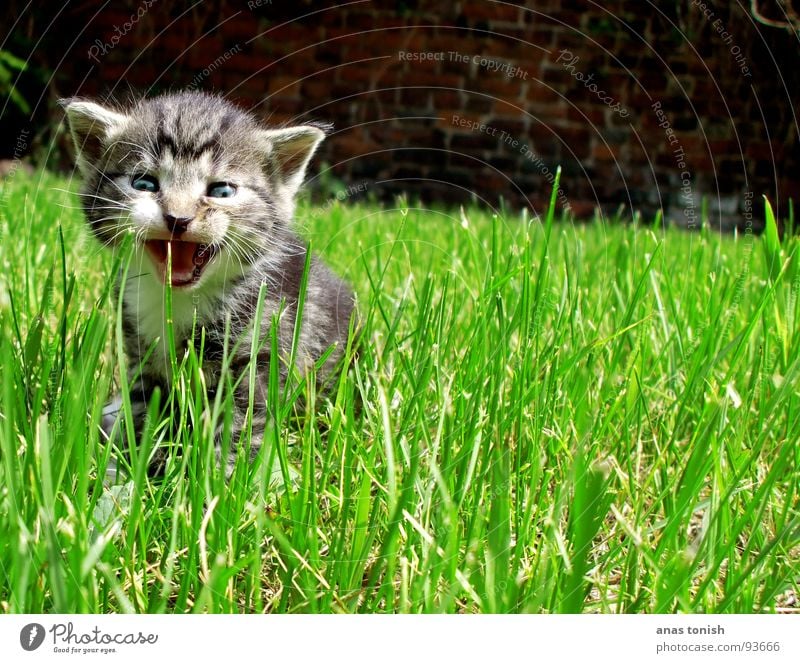 meow Loneliness Grass Blade of grass Pet Cat Small Meow Cute To talk Playing Effortless Sweet Innocent Joy Doomed Mammal Garden WALLS Lawn