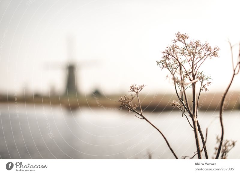 Kinderdijk II Nature Landscape Water Sky Plant River bank Windmill Growth Natural Brown White Relaxation Idyll Colour photo Subdued colour Exterior shot