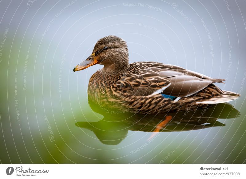 duck lady Environment Nature Animal Bird Wing Duck Observe Calm Colour photo Exterior shot Close-up Day Blur