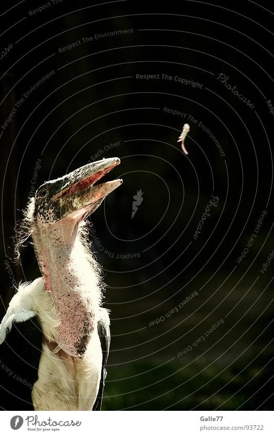Happa happa Bird Marabou Hideous Feed Feeding Delicious Beak Avaricious To enjoy Appetite Meal Stomach mmm Mouse Feather chris