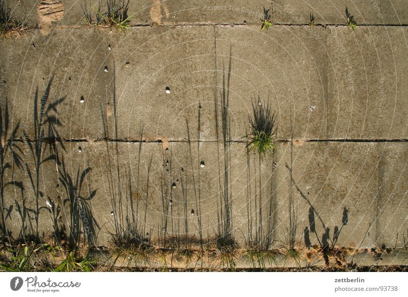 Shadow existence {n} = shadowy existence Edge Sidewalk Plant Grass Concrete Seam Stone Pebble Minerals Obscure Lanes & trails To go for a walk pebbles