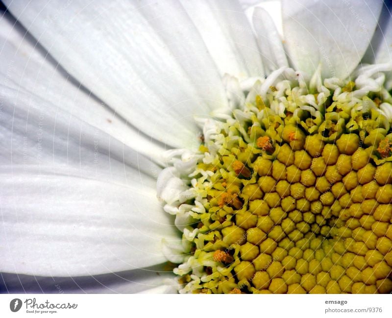 flower eye Close-up Flower Macro (Extreme close-up) margarite Marguerite