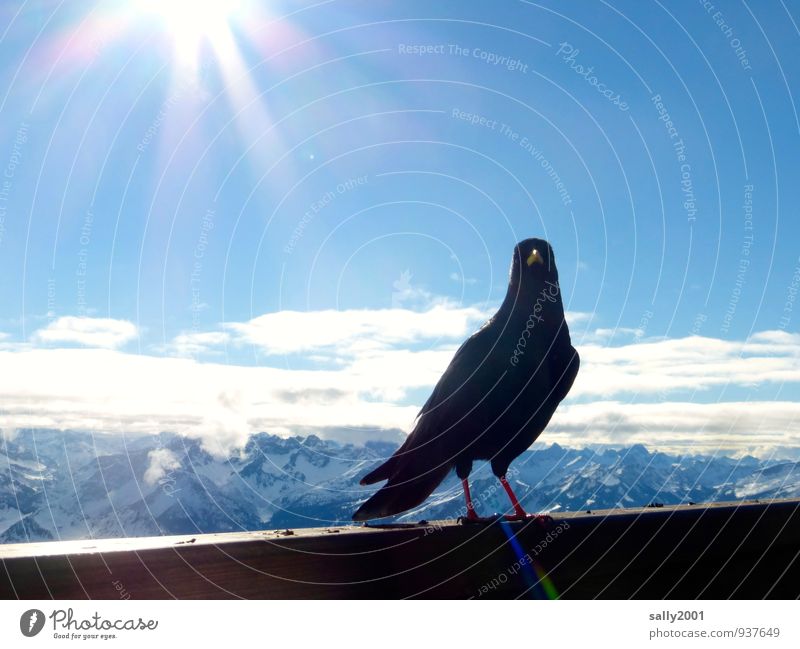 a sunny HAPPY BIRTHDAY... Nature Sky Sun Winter Beautiful weather Alps Mountain Peak Snowcapped peak Animal Bird Jackdaw Crow Raven birds 1 Observe Relaxation