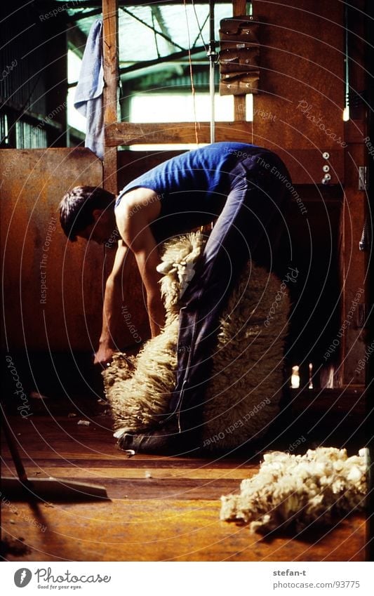 hard working man I New Zealand Work and employment Stoop Sheep Sheep shearing Wool Perspiration Physics Hot Stuffy Effort Pelt Animal New wool Farmer
