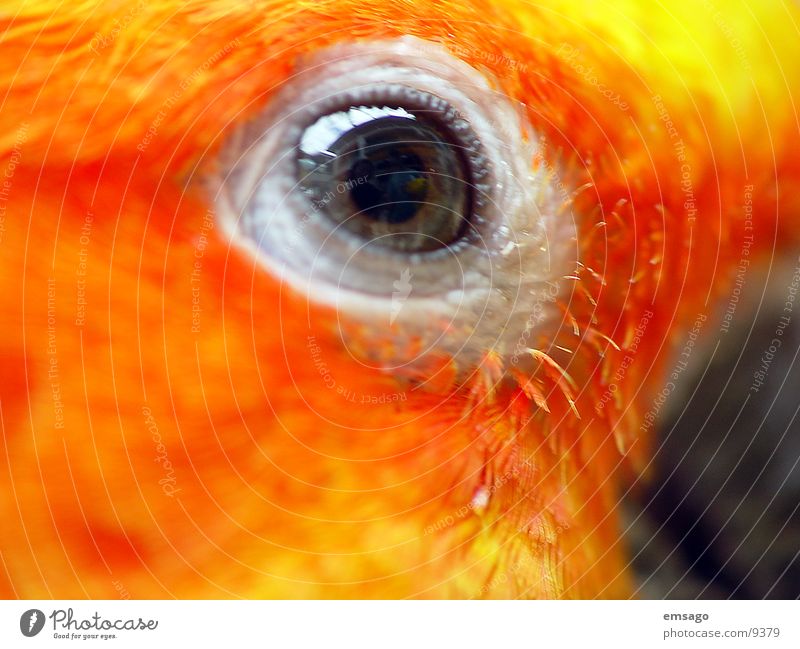 I see you Parrots Yellow Macro (Extreme close-up) Eyes Orange Colour Feather
