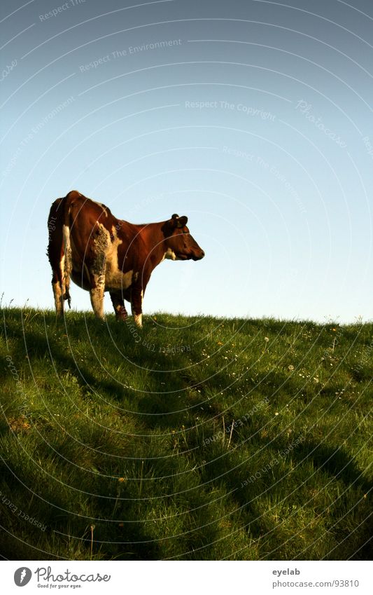 You......(motion study 03:00) Cow Cattle Livestock Brown Dike Grass Meadow Fresh Nutrition To feed Cough up Looking Tails Snout Dairy cow Udder Carnivore