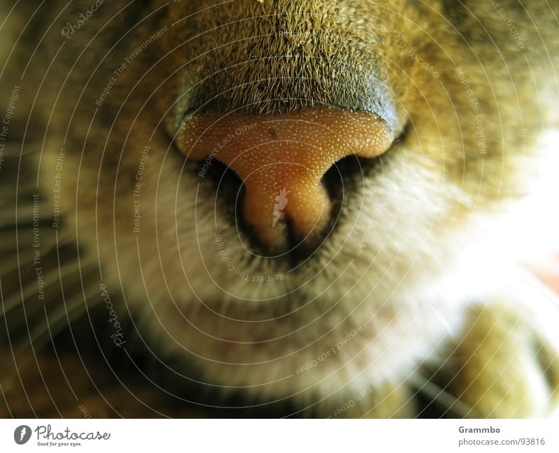 Anybody say anything? Sulk Pelt Cat Odor Assassin Appetite Purr Mammal cool cat Mouth Nose