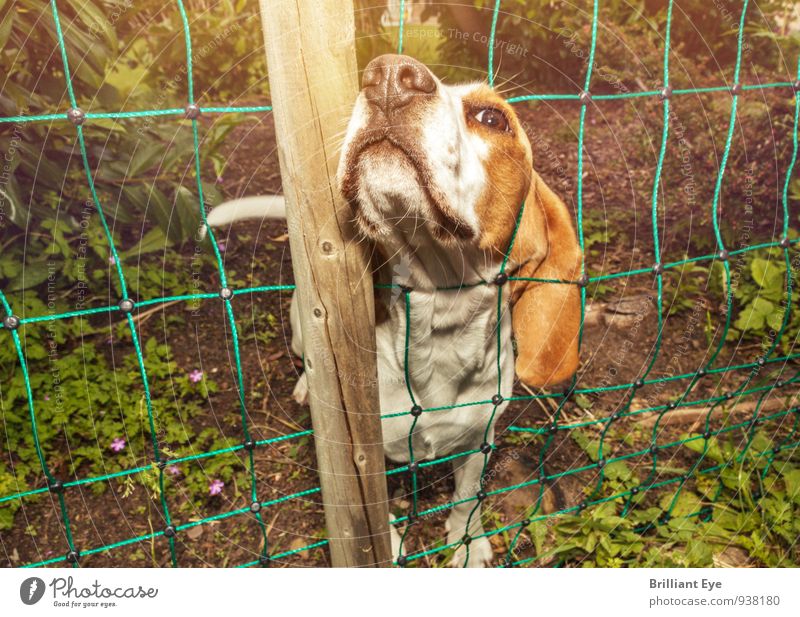 Dog stretches head out of garden fence Garden Nature Beautiful weather Meadow Animal Pet Wood Discover Natural Curiosity Smart Willpower Interest Adventure