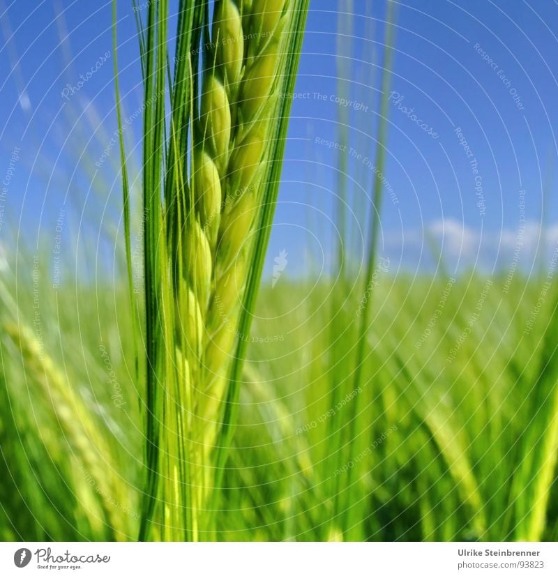 Green barley stem in front of a blue sky Colour photo Barley Detail Exterior shot Deserted Day Sunlight Food Grain Nutrition Renewable energy Nature Plant
