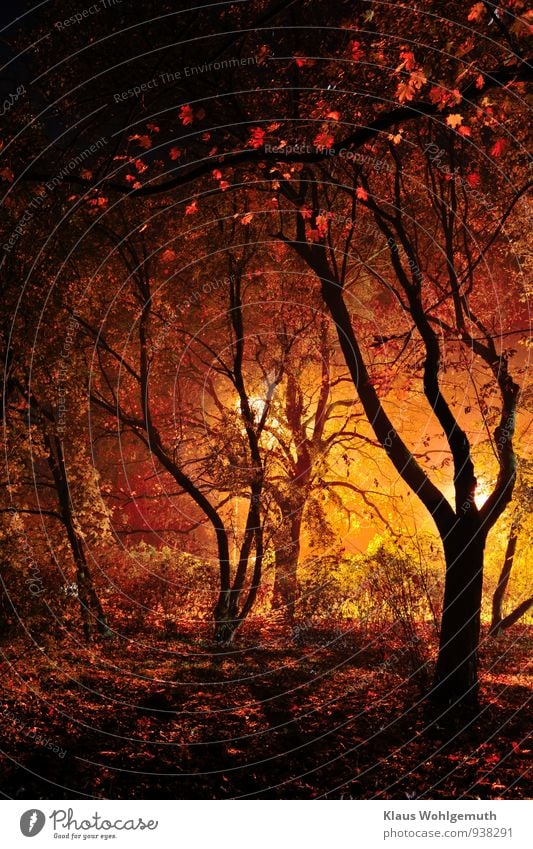 Dark visions in black, red, gold Football pitch Nature Landscape Plant Night sky Autumn Tree Bushes Park Forest salow Illuminate Threat Creepy Brown Yellow Gold