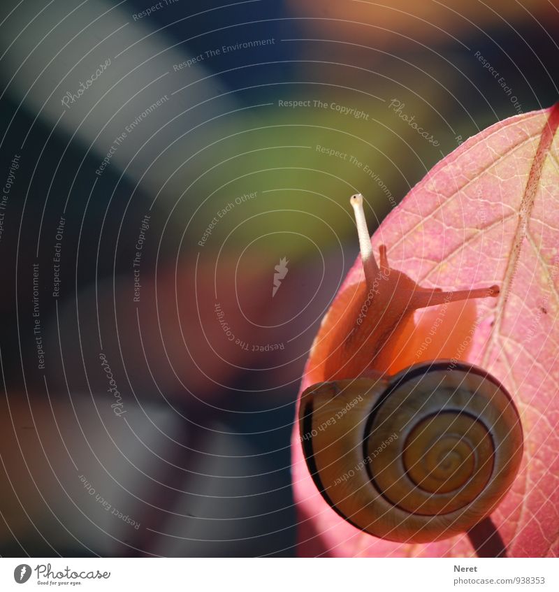banded snail Animal 1 Sign To hold on Illuminate Esthetic Athletic Elegant Curiosity Cute Beautiful Yellow Pink Red perseverance Endurance Effort Serene