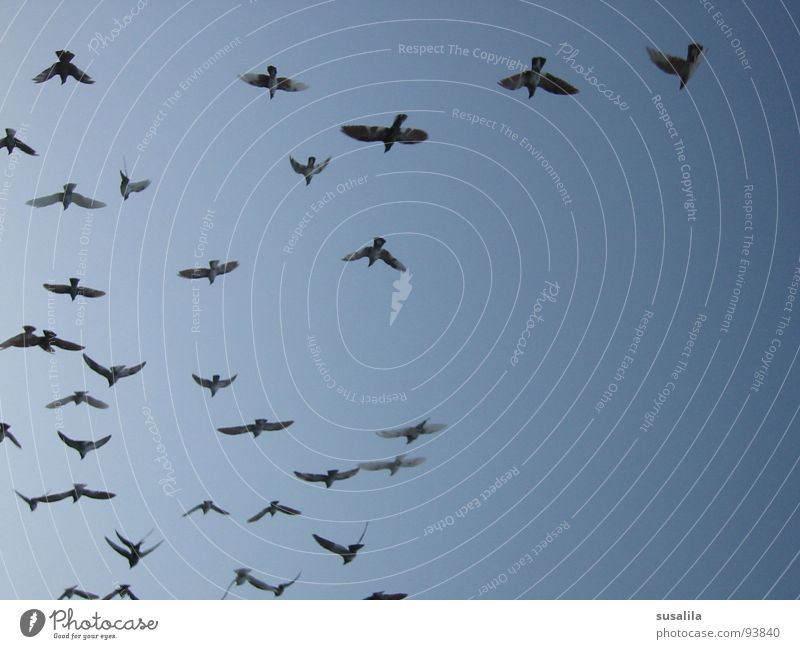 pigeon farm Bird Pigeon Sky Blue Aviation Flying Flock