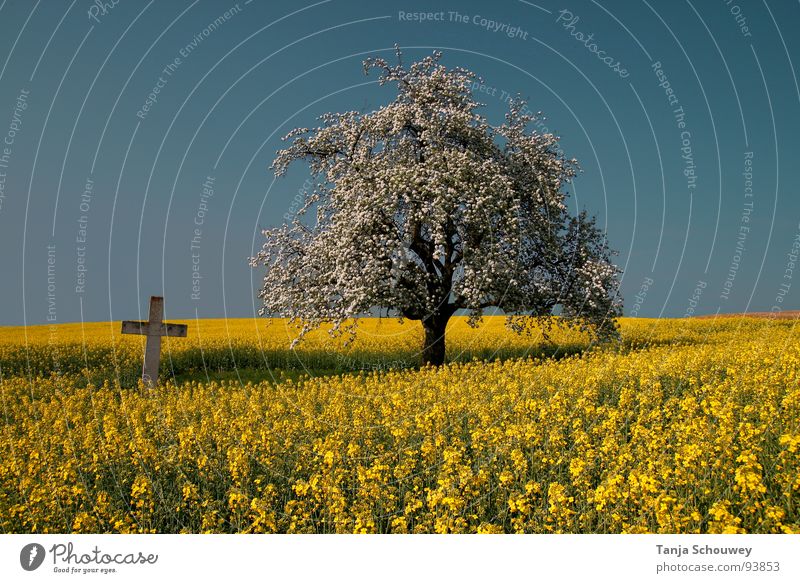 silent Calm Mystic Canola field Tree Spring Peace Nature Landscape Back Mysterious.