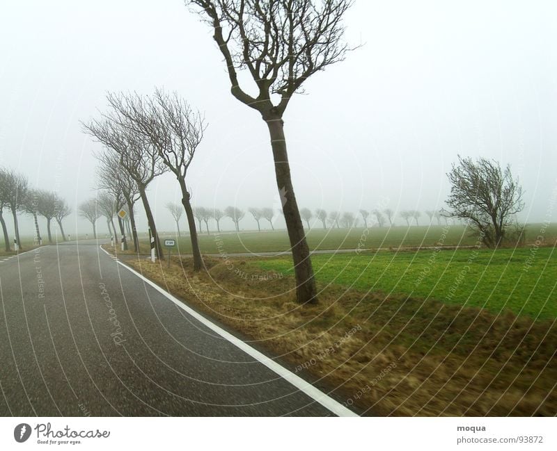 wind misalignment Autumn Winter Cold Wet Tree Country road Loneliness Comfortless Gray Field Fog Bad weather Dreary Rain Green Brown Yield sign Wind Street